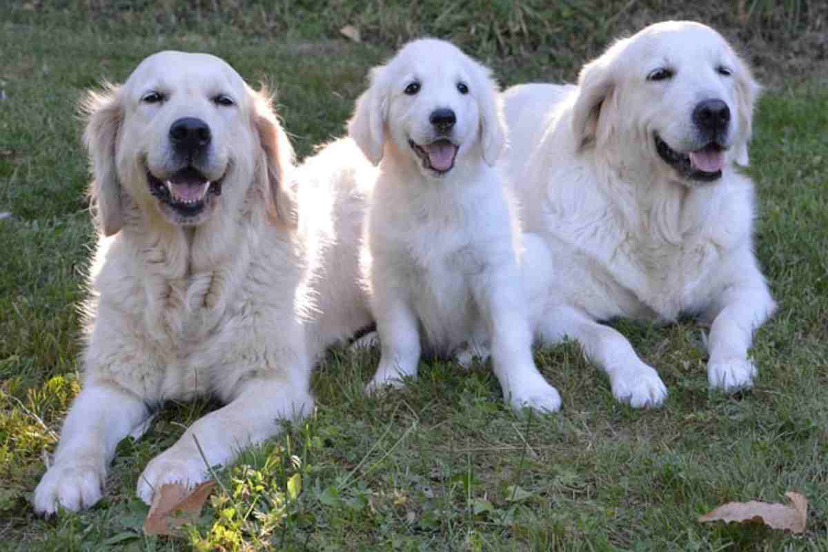 Scoperto un gene associato allo sviluppo dei tumori nei Golden Retriever