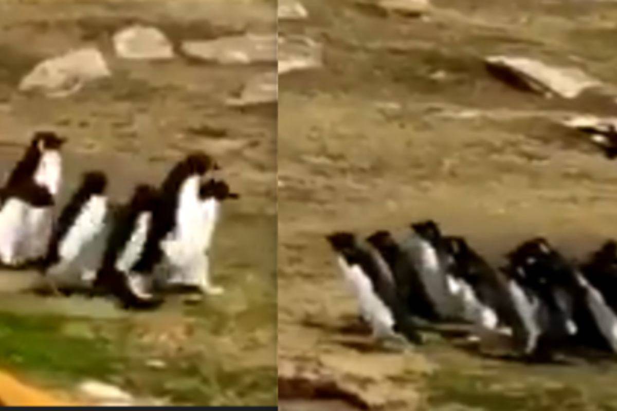 due gruppi di pinguini si incontrano