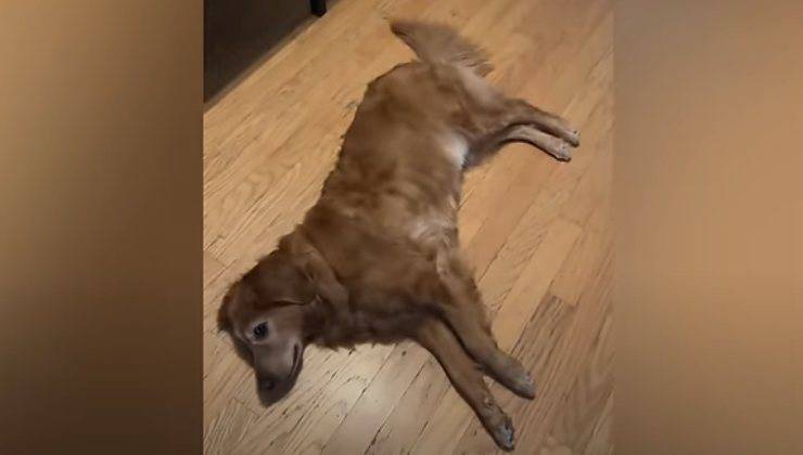cane golden retriever imita gli altri animali