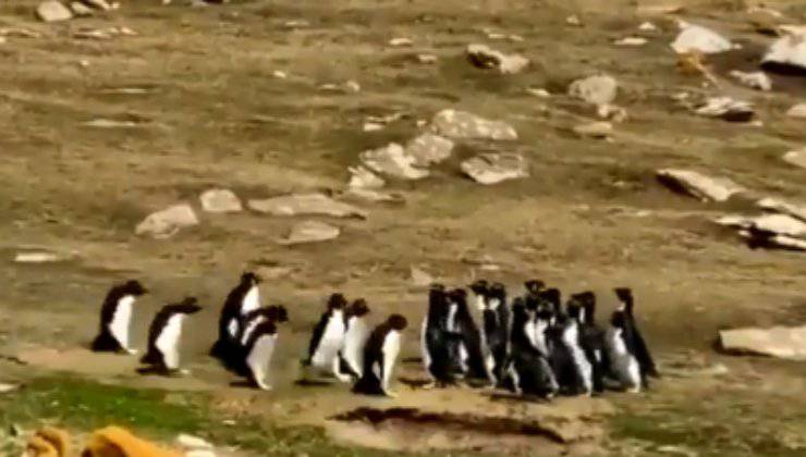 due gruppi di pinguini comunicano tra loro
