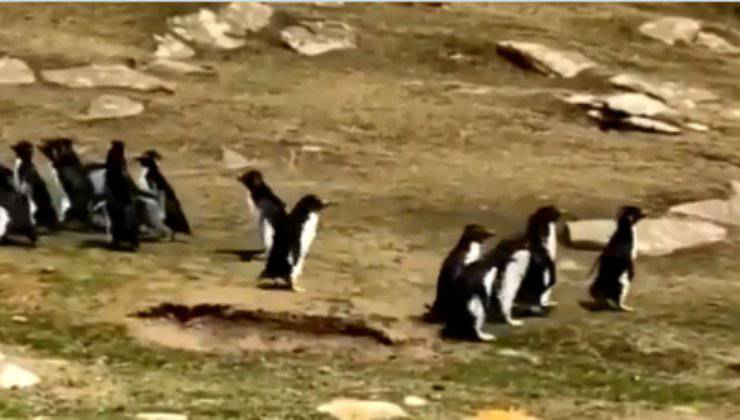 l'incontro tra due gruppi di pinguini