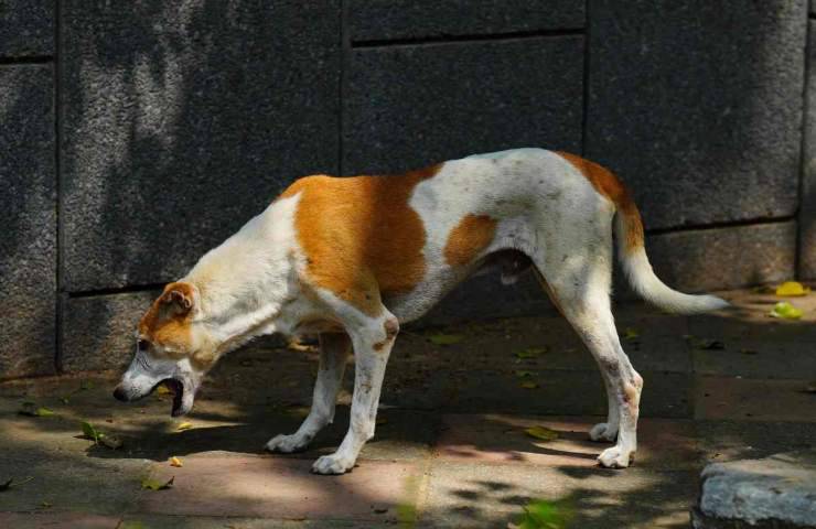 Far vomitare il cane in questi casi