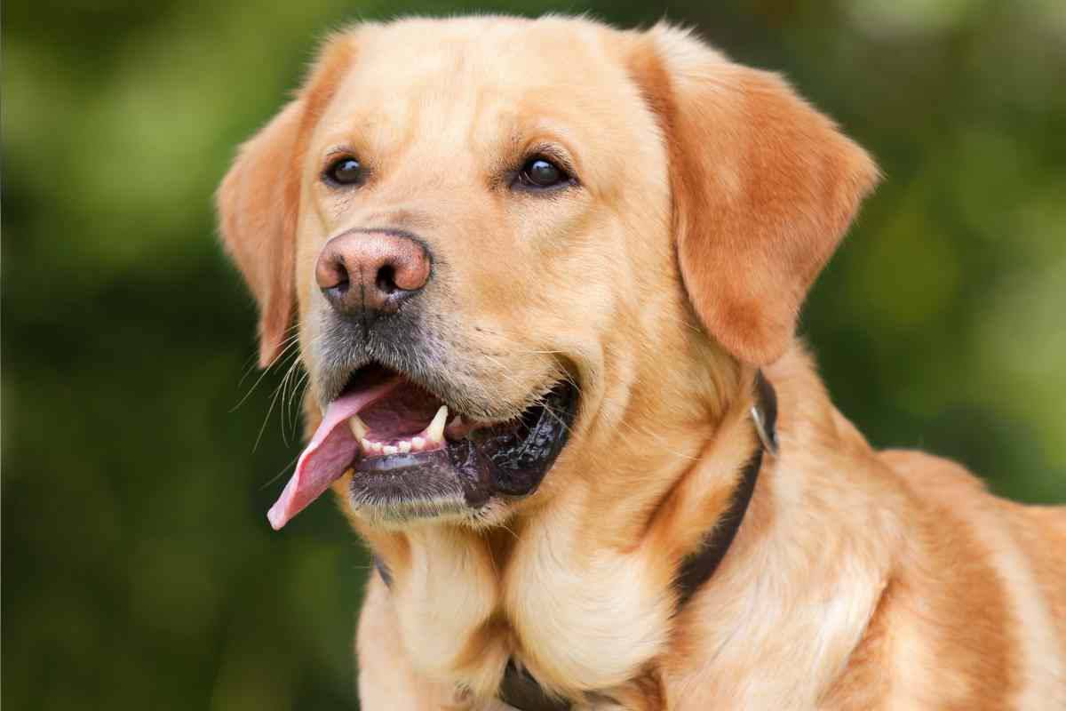 Il suo padrone si fa male ed il gesto del labrador