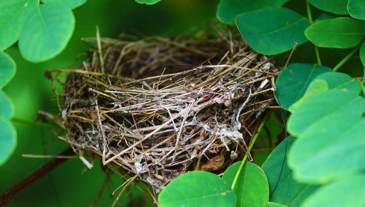 nido di uccelli tra le piante 