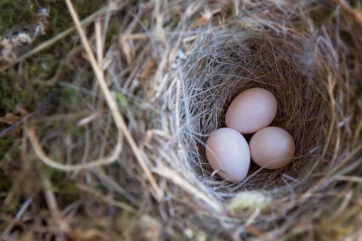 nido uccelli con le uova