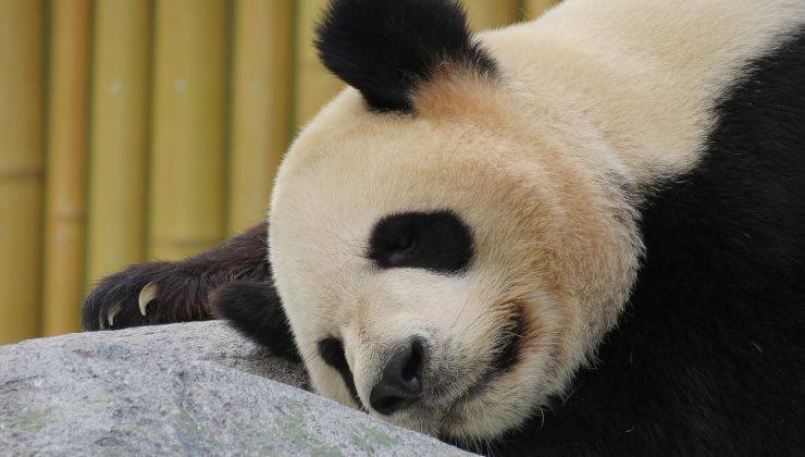 panda appoggiato ad una pietra 