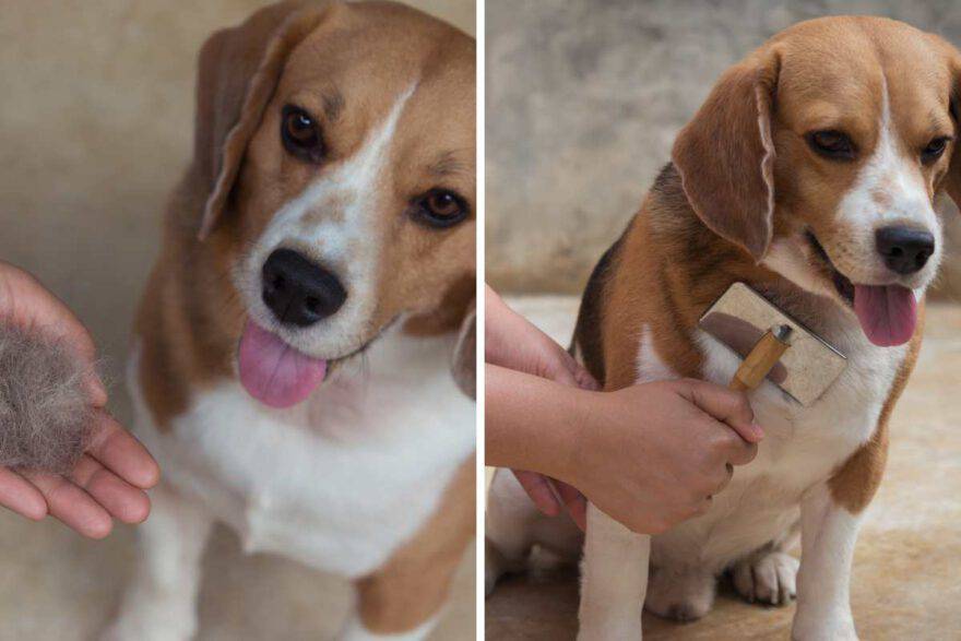 cane perde pelo