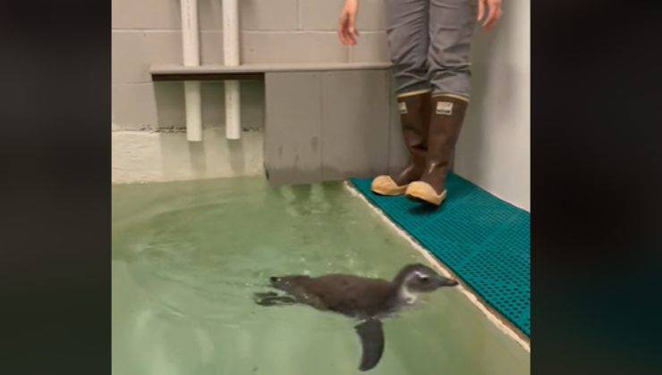 cucciolo di pinguino non vuole imparare a nuotare ed esce dall'acqua
