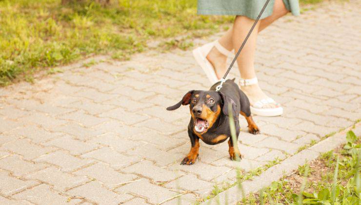 cane che abbaia e proprietario