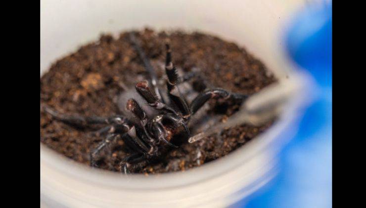 il ragno velenoso studiato dagli scienziati