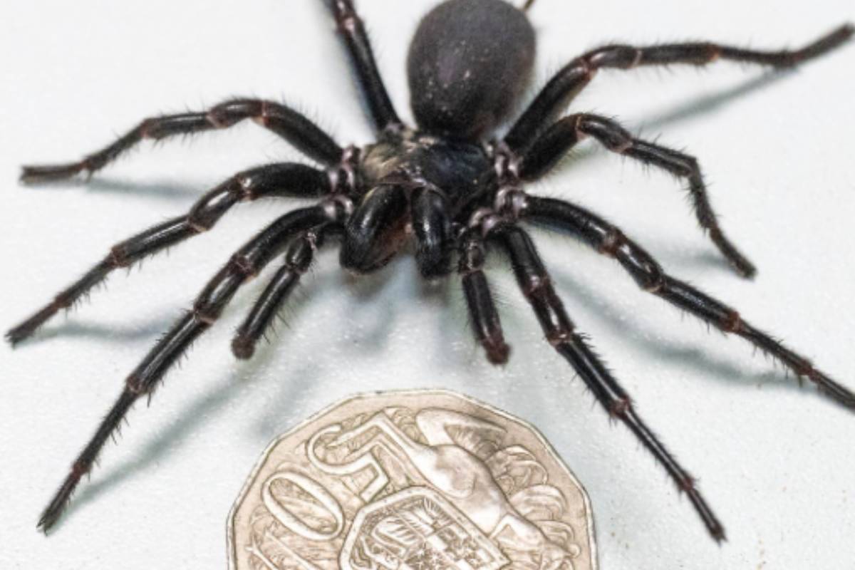 il ragno velenoso è grande il doppio di una moneta