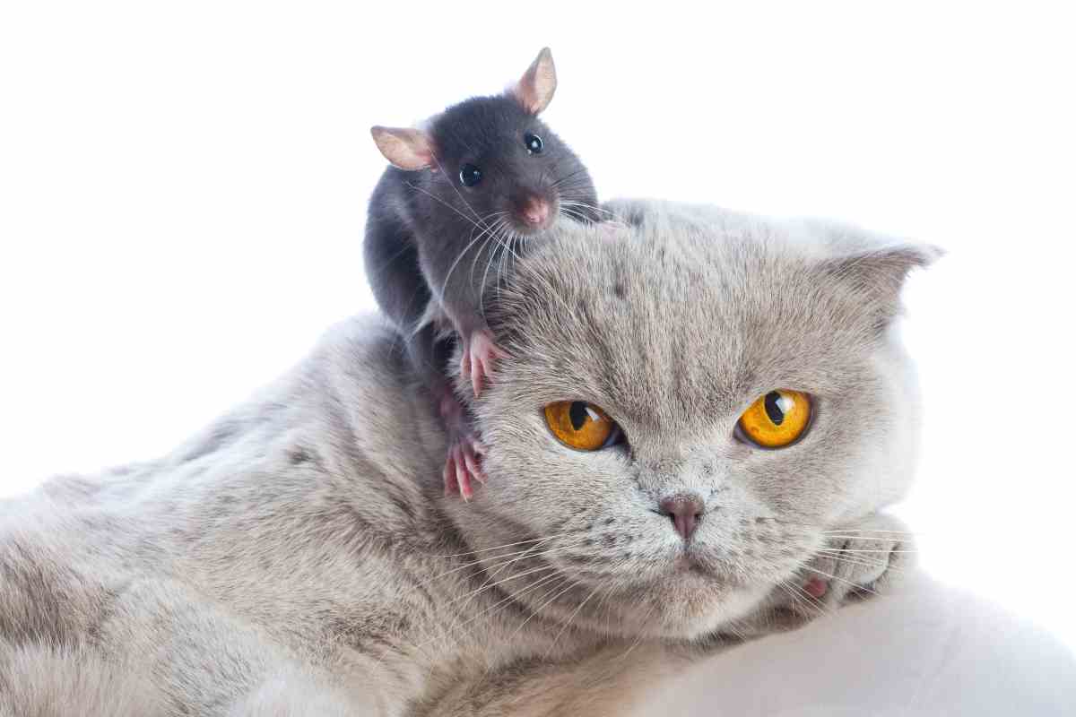 Gatto e topo come Tom e Jerry