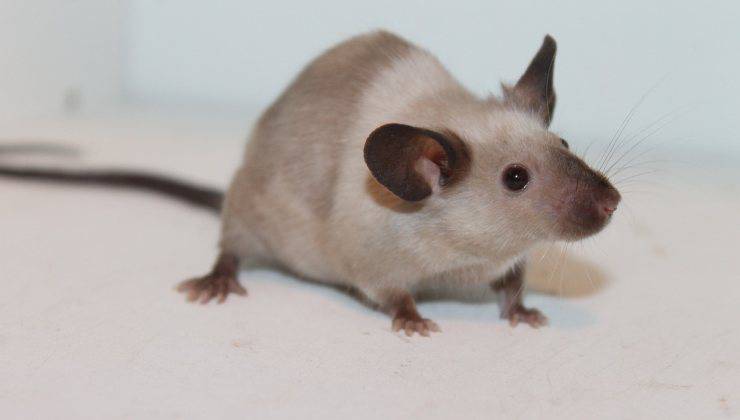 Topolino su sfondo bianco 