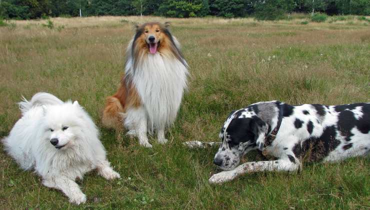 Tre cani vicini nel prato 