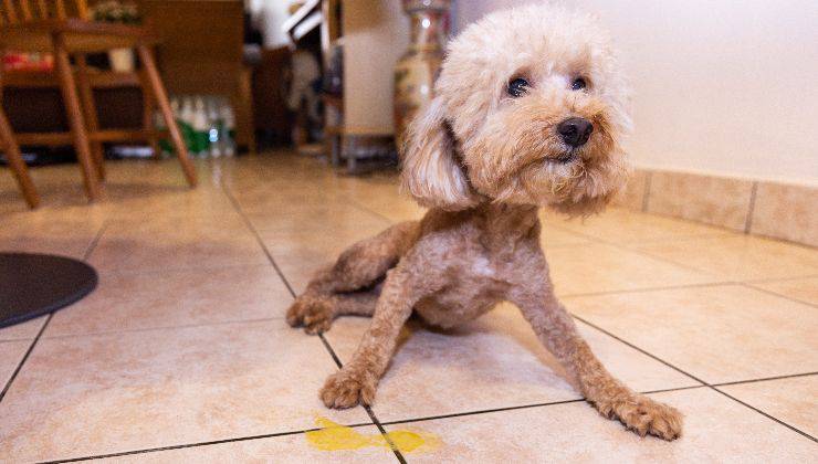 Alitosi nel cane provocata dal vomito