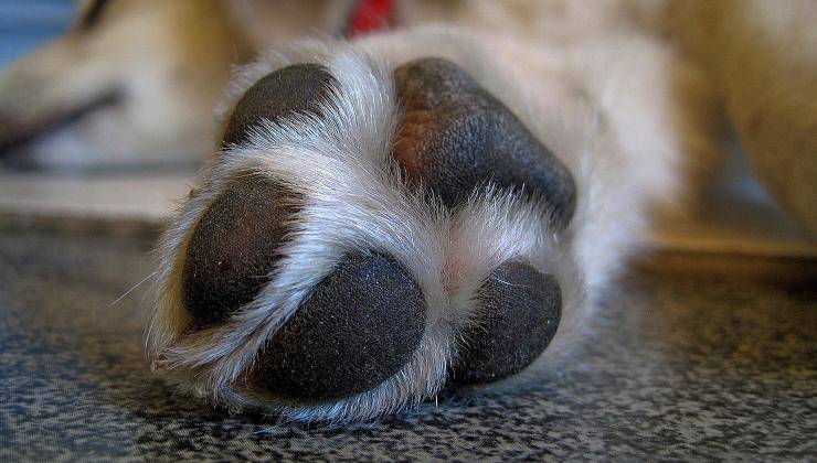 zampa del cane con cuscinetti in primo piano 