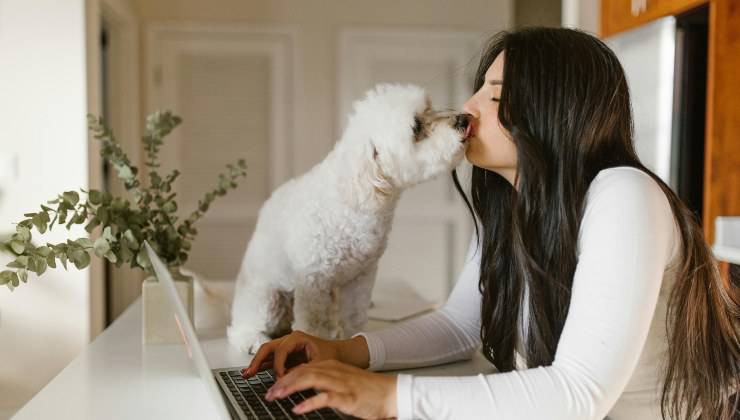 Donna viene baciata dal suo cane ideale un barboncino bianco