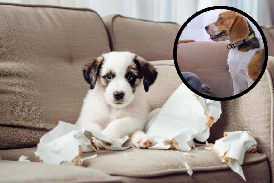 cucciolo su divano distrugge la carta per ansia