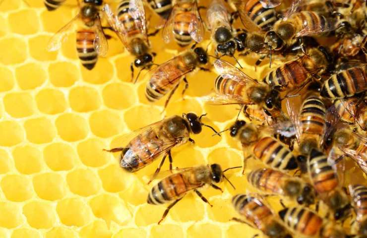 Ancora in pericolo le api italiane