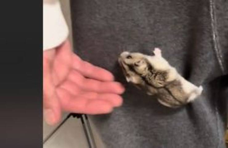 Un criceto amorevole è la nuova star di Tik Tok