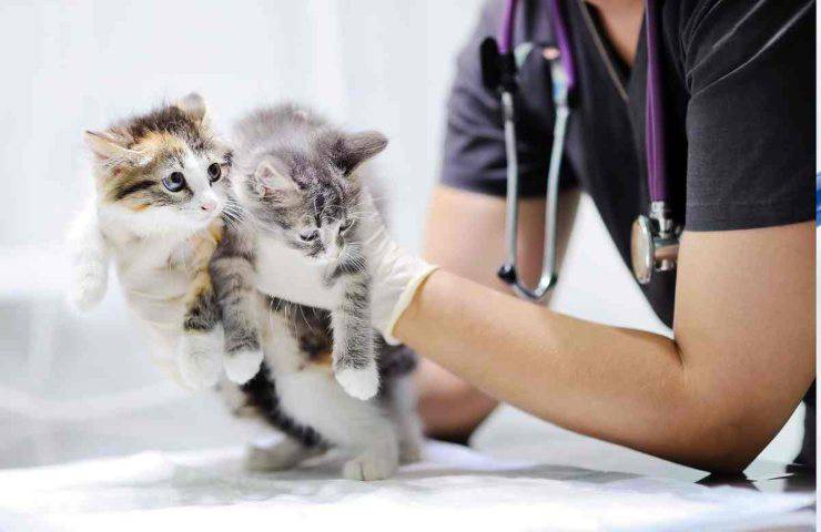 Spese veterinarie coperte dallo stato