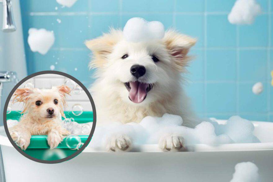 cane nella vasca per lavaggio
