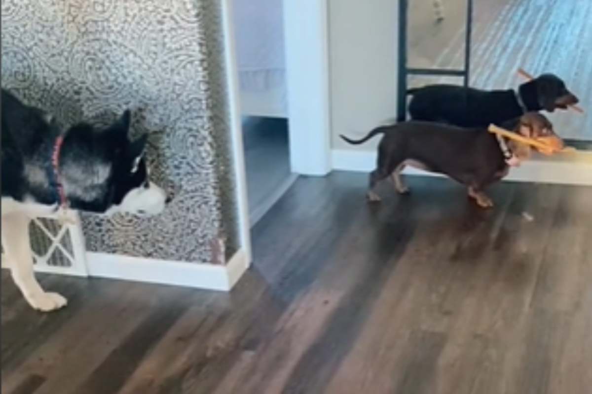 cane husky guarda il bassotto che cammina con l'osso in bocca