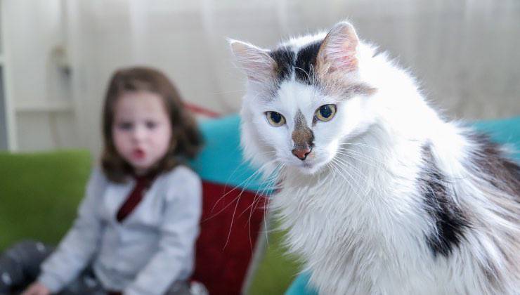 Gatto bianco a chiazze nere con bambina alle sue spalle 