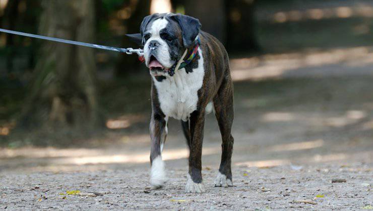 Cane cammina lentamente durante la passeggiata perché sente dolore alla zampa