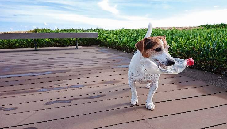 cane cammina con bottiglia in bocca