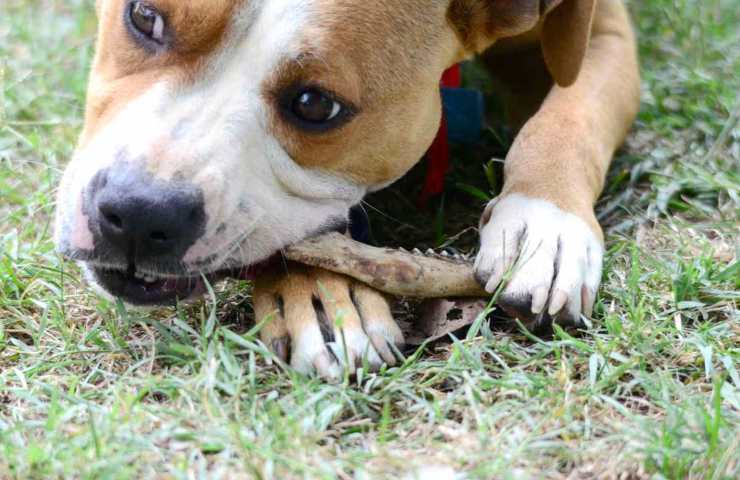 dai le ossa al cane stai commettendo un errore