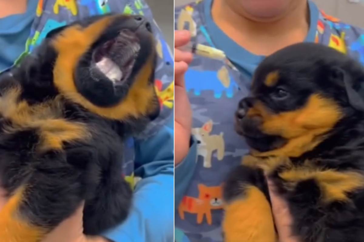 Cane non vuole prendere medicina