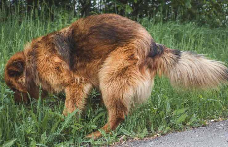 Come decide dove fare la cacca il tuo cane