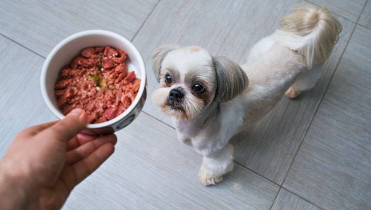 Donna cambia cibo secco con cibo umido al suo cane per non farlo starnutire dopo il pasto