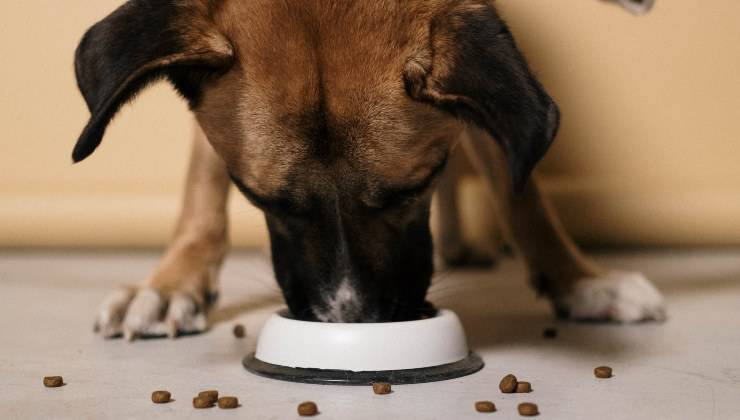 Cane mangia voracemente e rischia di starnutire dopo il pasto
