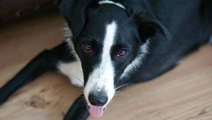 Cane su pavimento in legno 