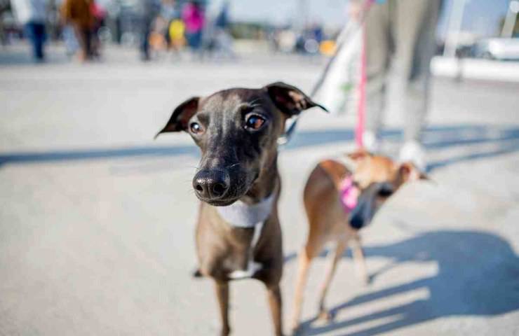 cane durata della vita