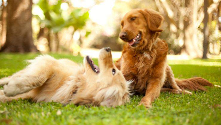 due cani Golden Retriever felici