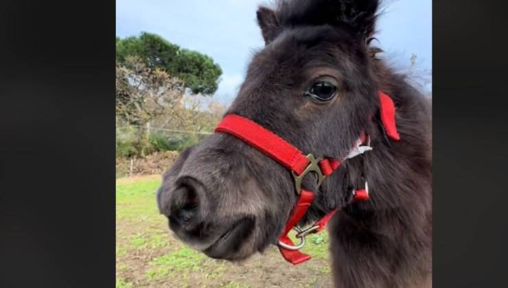 Cavallo in miniatura nitrisce