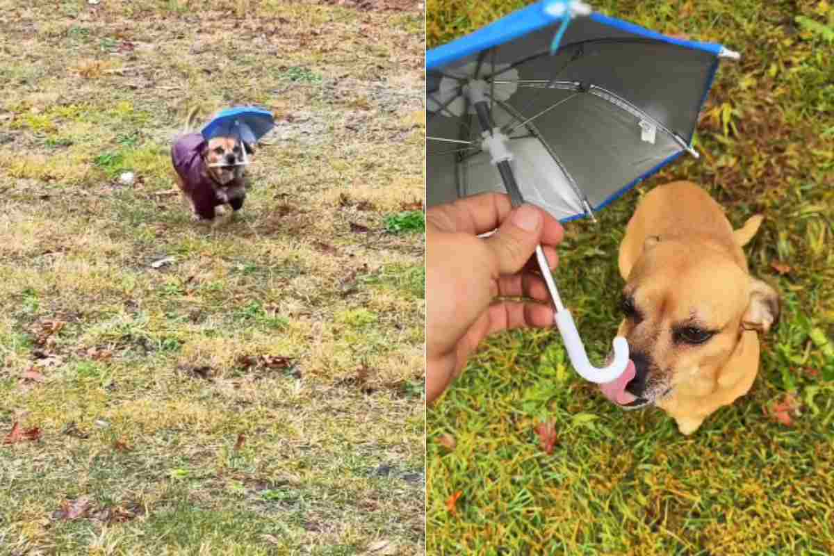Chihuahua con ombrello