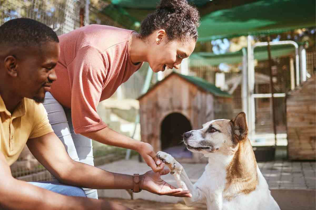 Una coppia vuole diventare una famiglia affidataria per un cane del canile