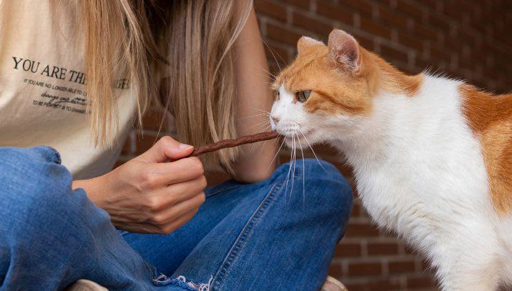 Donna premia il gatto con un biscotto perché ha imparato il comando no