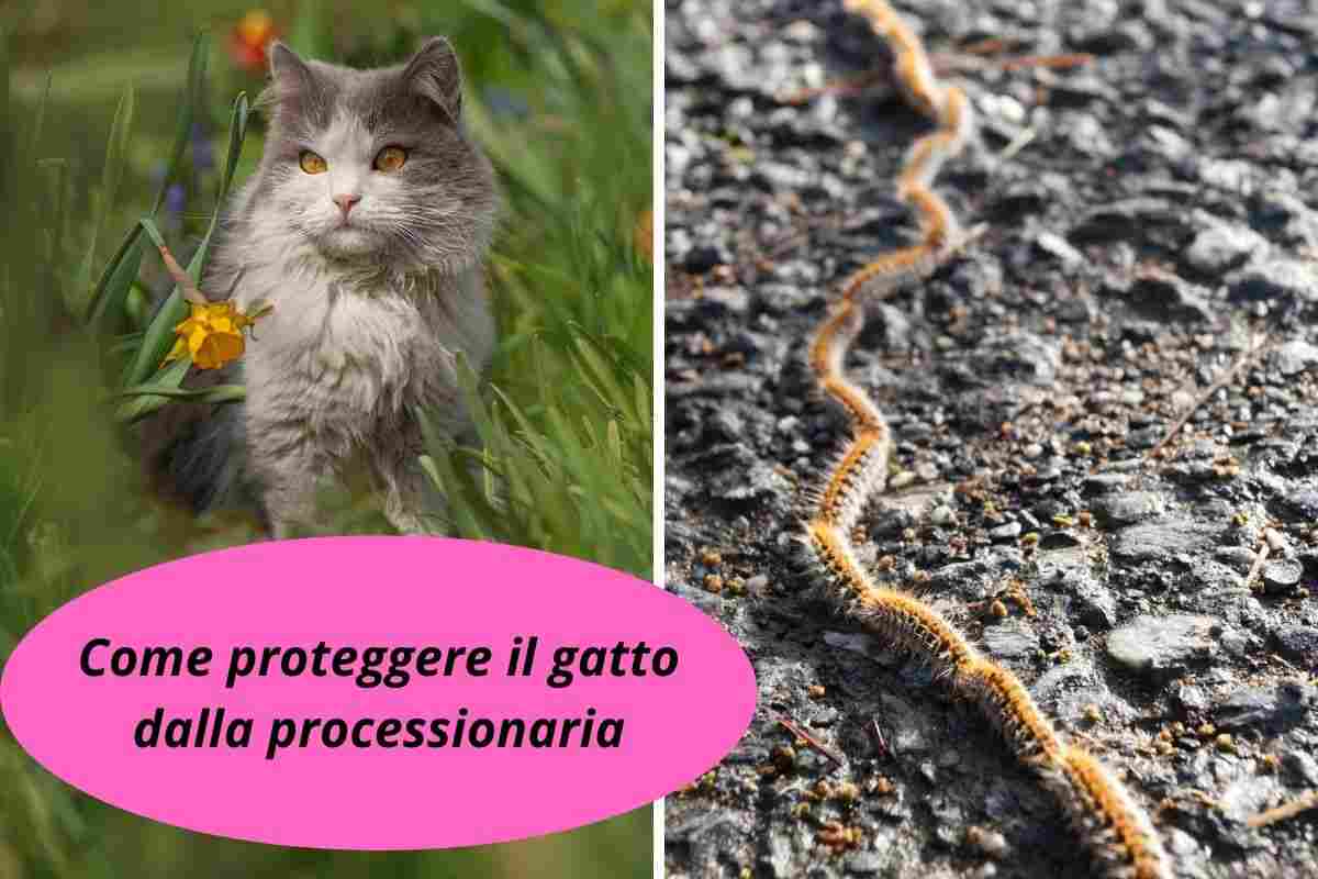 Gatto nel prato dove potrebbe incontrare la processionaria