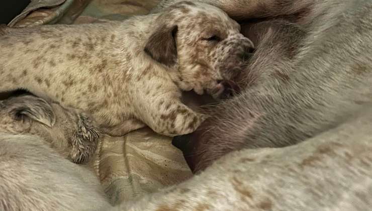 mamma allatta cucciolo