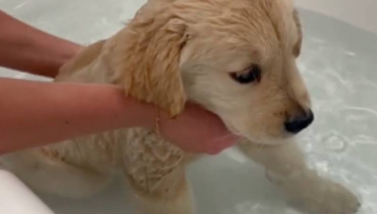 Un cucciolo di cane si immerge in acqua 