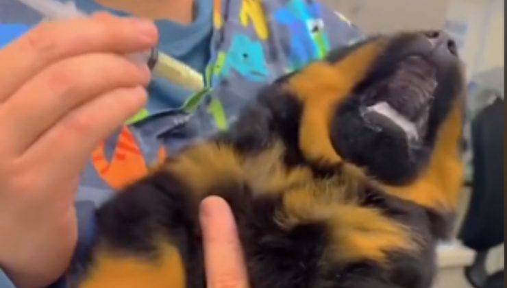 Cucciolo disperato per medicina