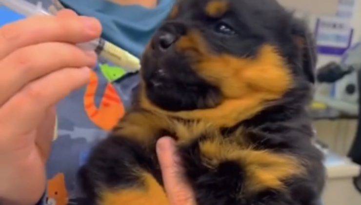 Cucciolo guarda male medicina