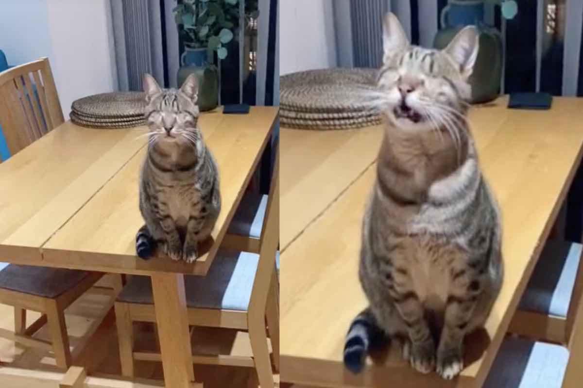 Gatto cieco striato miagola da seduto sul tavolo