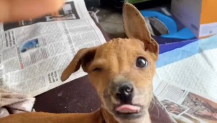 Piccolo cane marrone fa l'occhiolino e tira fuori la lingua 