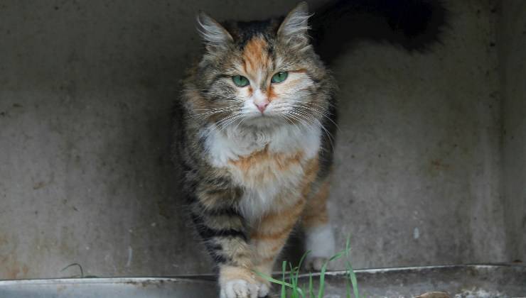 Gatto bianco e arancione sporco cammina per strada perché è stato abbandonato